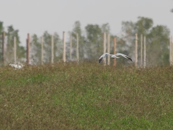<h3>Circus macrourus / Pallid harrier / Steppekiekendief</h3>OM-1 Mark II with OLYMPUS M.150-400mm F4.5, 1/2000 sec at F4.5, ISO 250, distance 111 m